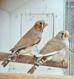 Koppel zebravinken, Tropenvogel, Geringd