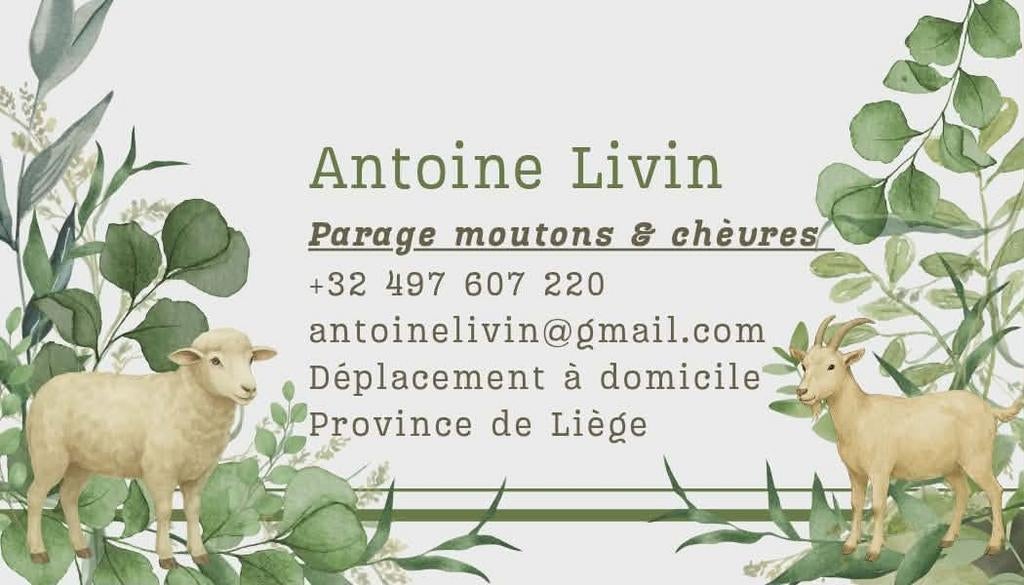 Parage pattes moutons et chèvres