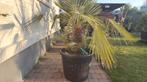 Chamaerops humilis, Tuin en Terras, Ophalen