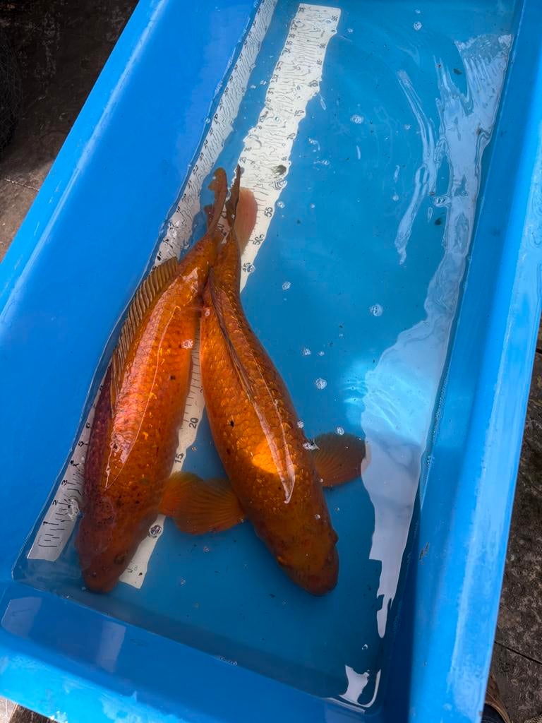 2 chagoi koi, 55 cm, Animaux & Accessoires, Poissons | Poissons d'étang, Carpe ou Koï