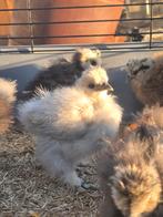 USA zijdehoen kriel., Dieren en Toebehoren, Geslacht onbekend