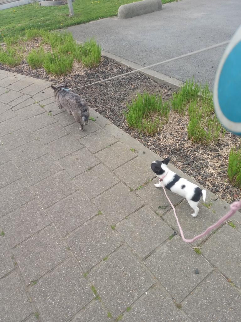 Chihuahua Puppy teefje medisch getest over 3 generaties ver!, België, Particulier, 8 tot 15 weken, Teef