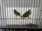 Kanarievogels geel & zwart geel te koop.