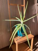 Aloë vera plant 45 cm hoog (met pot 70 cm), Huis en Inrichting, Kamerplanten, Ophalen, Vetplant, In pot, Minder dan 100 cm