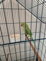 Perruche a collier 3/4 apprivoisée. Male 9 mois, Animaux & Accessoires, Perruche