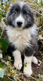 Border collie pups, Hépatite contagieuse (maladie de Rubarth), 8 à 15 semaines, Colley, Plusieurs