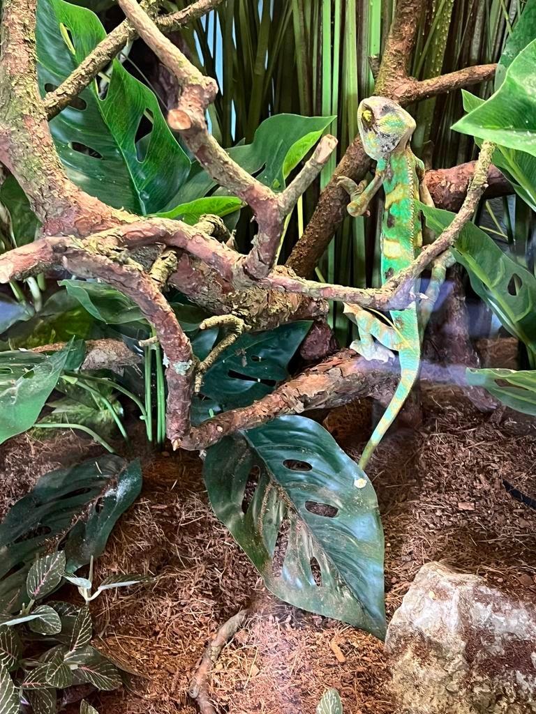 Jemen kameleon, Animaux & Accessoires, Reptiles & Amphibiens, Lézard