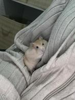 Russische dwerghamster, Dieren en Toebehoren, Knaagdieren, Hamster, Maart, Geslacht onbekend, Tam