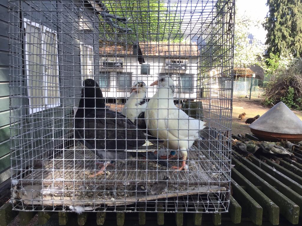 Jonge postduiven, Dieren en Toebehoren, Vogels | Duiven