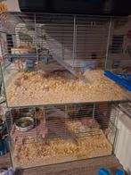 Cages pour hamsters à vendre, Animaux & Accessoires, Souris, Moins de 60 cm, Cage, Comme neuf