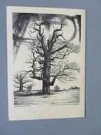 Duizendjarige Eik Lummen Frans van Immerseel Het Rad, Ophalen of Verzenden, Ongelopen, Stad of Dorp