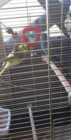 vogels, Animaux & Accessoires, Oiseaux | Perruches & Perroquets, Plusieurs animaux, Perruche, Bagué