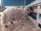 2 x Walliser Schwarznase ram, Mâle, Mouton, 0 à 2 ans