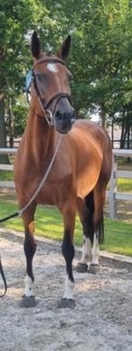 Fokmerrie 2012, Animaux & Accessoires, Chevaux, 11 ans ou plus, M, 165 à 170 cm, Avec pedigree