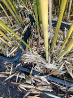 Bamboe fargesia robusta cambell, Ophalen, Bamboe