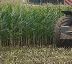 Gehakselde mais in kuil, Zakelijke goederen, Landbouw | Veevoer, Ophalen