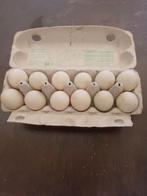 Broedeieren Loopeenden, Dieren en Toebehoren, Eend