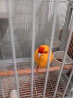 2 kakarikis mannetjes met kooi