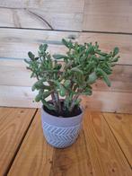 Vingerjade plant, Huis en Inrichting, Ophalen, Vetplant