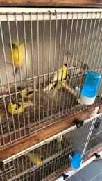Gele en geelbonte kanaries, Dieren en Toebehoren, Vogels | Kanaries, Meerdere dieren, Kleurkanarie