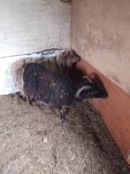 Soya bok, Dieren en Toebehoren, Pluimvee