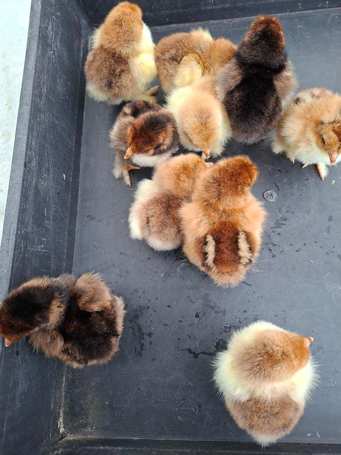 kuikens van brahma porcelein, Dieren en Toebehoren, Pluimvee, Kip, Geslacht onbekend