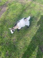 Mini Dwerggeitjes, Dieren en Toebehoren