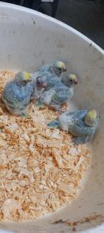 Bébés perruches arc-en-ciel, Bagué