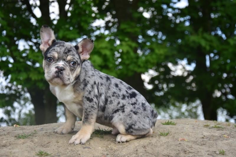 Prachtig Blue Merle Tan Frans Bulldog pupje, Chien (mâle), Belgique, Bouledogue, Plusieurs