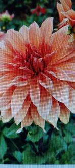 Babylon bronze, Tuin en Terras, Ophalen of Verzenden, Voorjaar, Volle zon, Knol