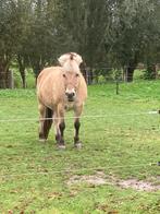 Fjord merrie, Animaux & Accessoires, Jument, Moins de 160 cm, Avec pedigree, 11 ans ou plus