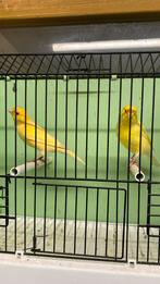 Koppel gele kanaries, Kleurkanarie