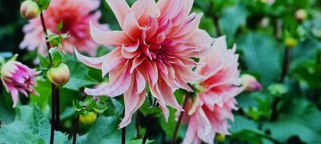 Dahlia, Ophalen of Verzenden, Voorjaar, Volle zon, Knol