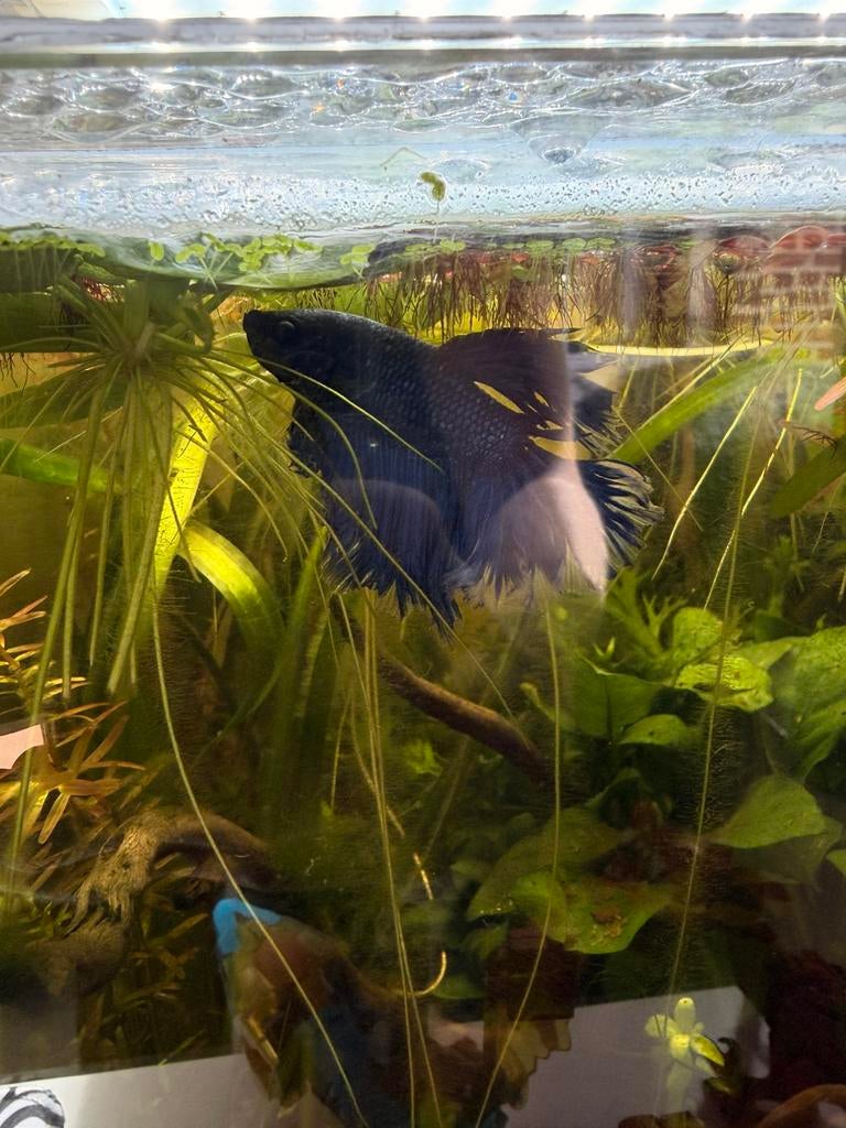 Mannelijke halfmoon betta