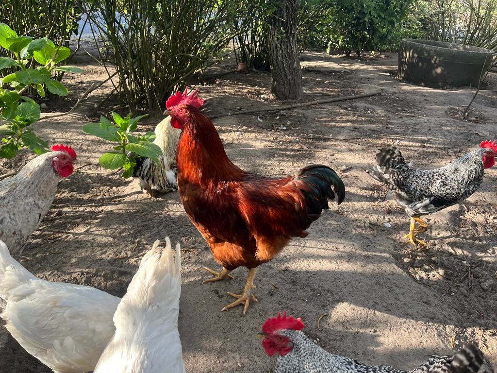 Leghorn en amrock, Dieren en Toebehoren, Pluimvee, Mannelijk, Kip