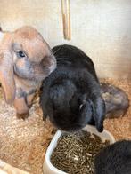 3 konijnen, Dieren en Toebehoren, Konijnen