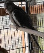 Calopsitte male epp, Mâle