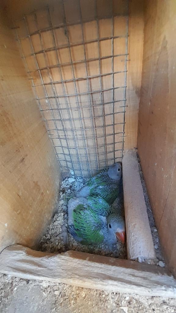 Collier pour perruche, Sexe inconnu, Perruche, Bagué