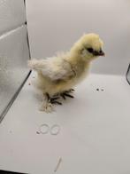 Usa zijdehoen hennen kuikens, Dieren en Toebehoren, Pluimvee, Vrouwelijk, Kip