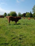 drachtige Limousin pinken, Animaux & Accessoires, Bovins, Femelle, 3 à 6 ans