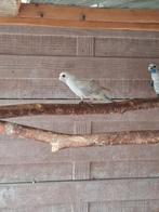 Zilver pennant pop, Dieren en Toebehoren, Geringd