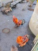 Haantjes, Mâle, Poule ou poulet