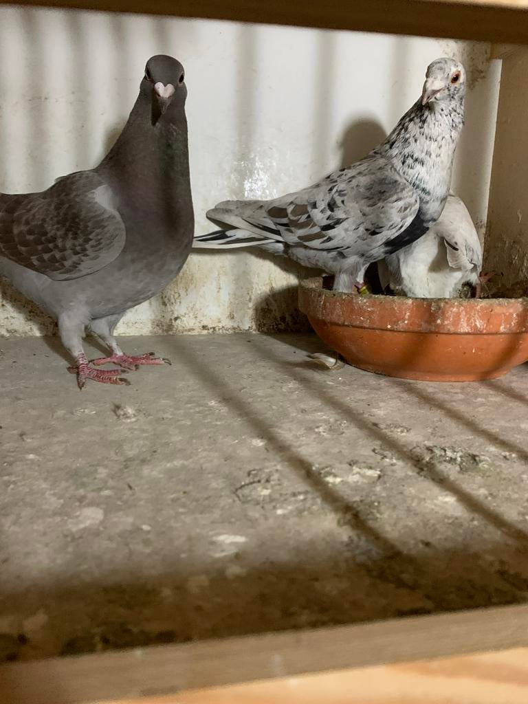 Kleurpostduiven, Meerdere dieren, Postduif