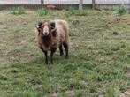 Ouessant rammen, Animaux & Accessoires, Moutons, Chèvres & Cochons, Mâle, Mouton, 3 à 5 ans