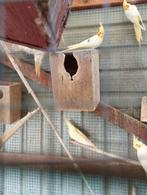 Vogels te koop, Dieren en Toebehoren