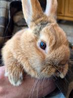 Dwergkonijntje, Dieren en Toebehoren, Konijnen, Mannelijk, Dwerg, 0 tot 2 jaar