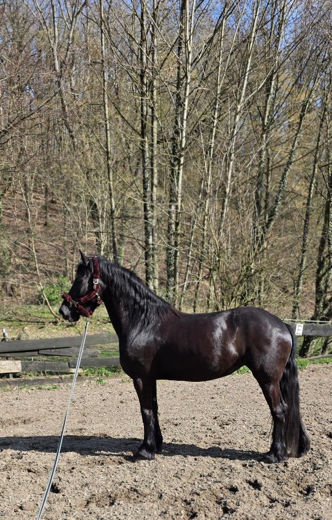 Jument frisonne, Animaux & Accessoires, Chevaux, Cheval de dressage, Vermifugé, Débourré, 165 à 170 cm