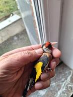Oiseaux, Plusieurs animaux, Oiseau chanteur sauvage, Bagué