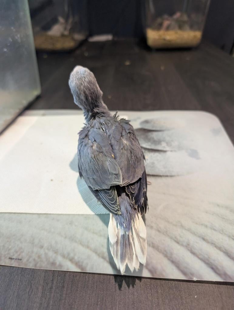 Perruche à Collier Cobalt TBQB EAM ( Nouvelles photos), Animaux & Accessoires, Oiseaux | Perruches & Perroquets, Perruche, Domestique