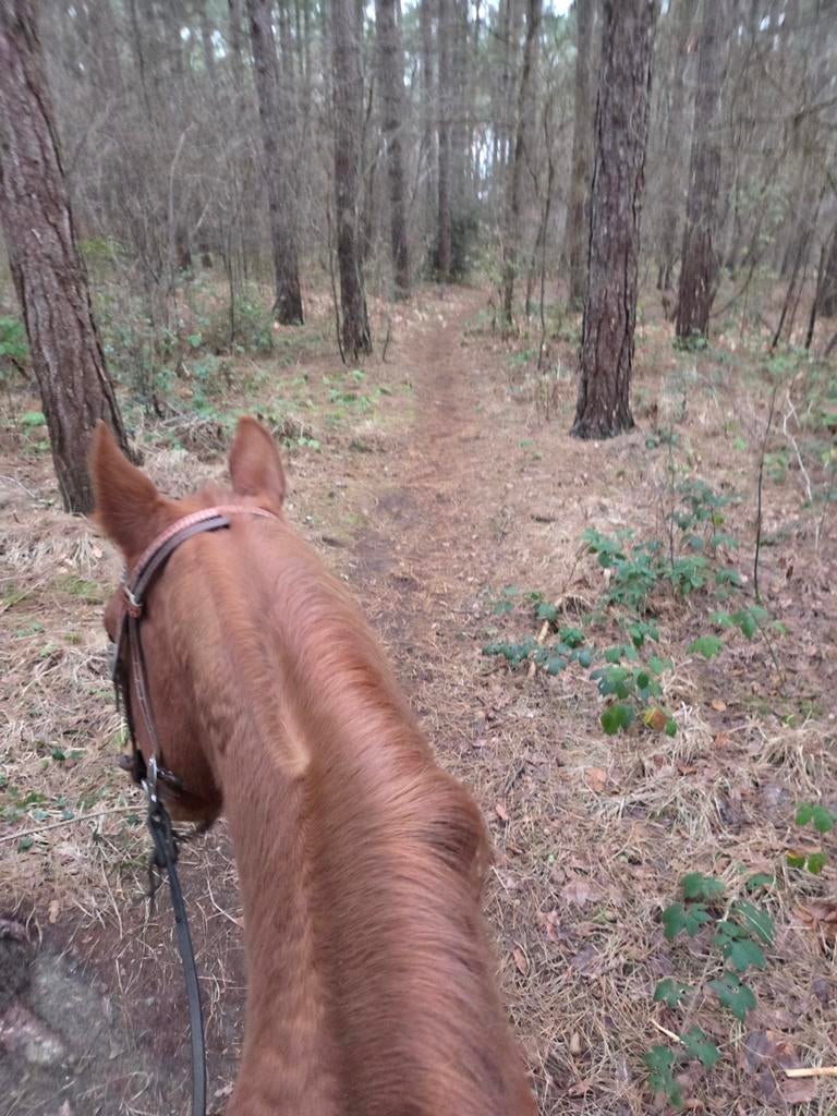Gezocht Quarter of Paint, Zadelmak, 160 tot 165 cm, Westernpaard